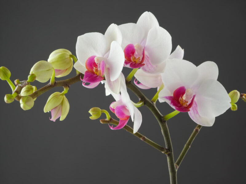 Branch White Orchid Flower Gray Background