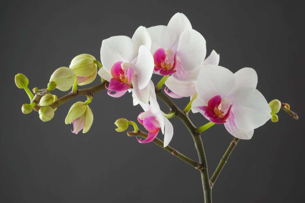 branch-white-orchid-flower-gray-background