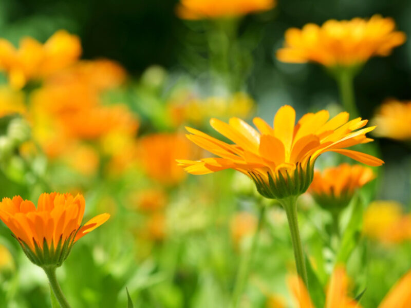 Flowerbed With Many Flowers Calendula Officinalis