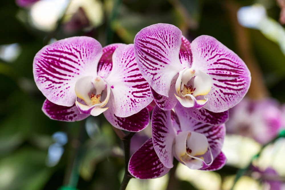 purple-phalaenopsis-orchid-flower (1)