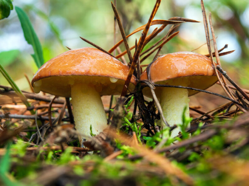 Twoo Wild Mushrooms Suillus Luteus Forest Clearing Pine Needles