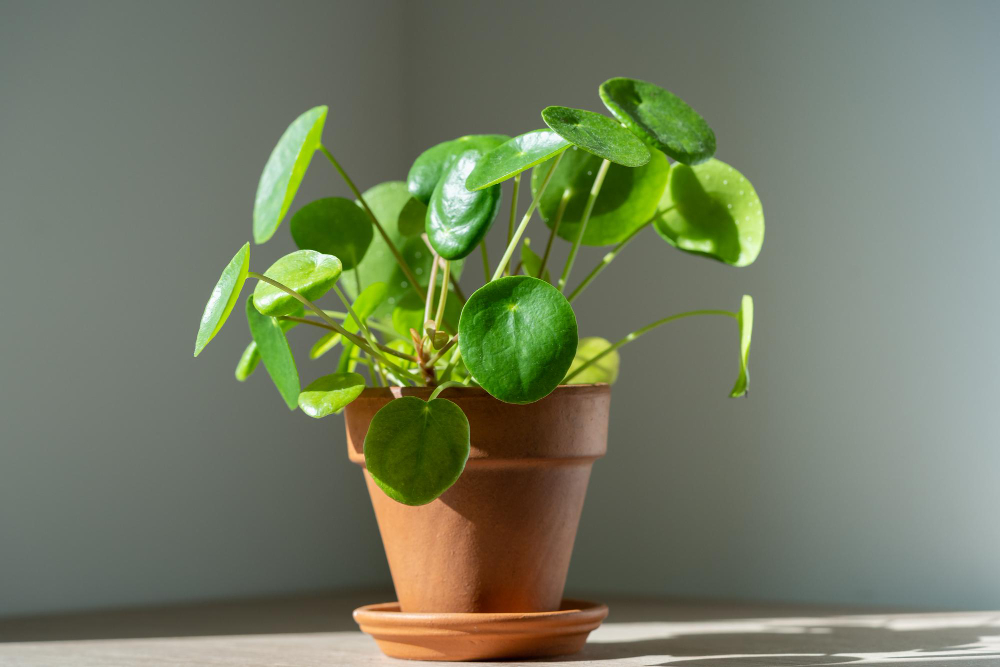 pilea-peperomioides-houseplant-terracotta-pot-home-chinese-money-plant-indoor-gardening