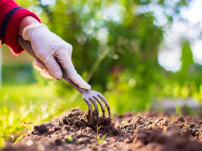 Cultivation Land Garden With Hand Tools Soil Loosening Gardening Concept Agriculture Plants Growing Bed Row