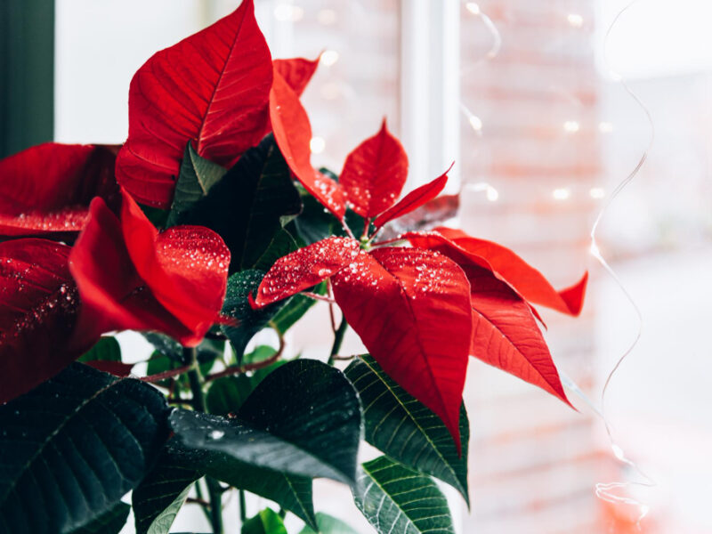 Christmas Poinsettia Ceramic Pot