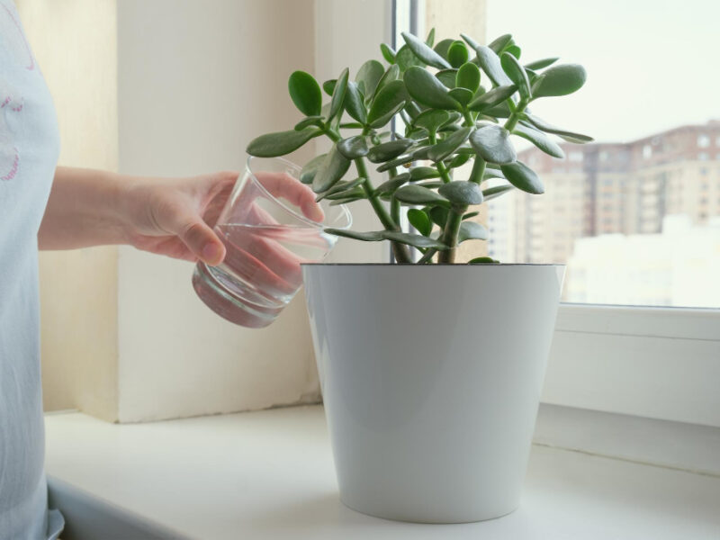 Woman Waters Crassula White Flower Pot Stands Windowsill