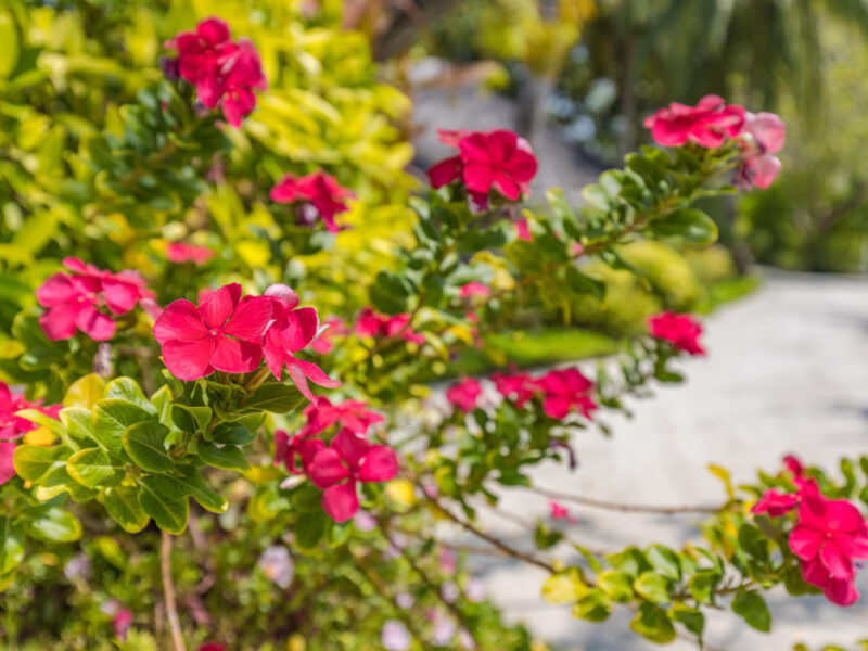 Close Up Dipladenia Sundaville Red Pink Flowers With Blurred Tropical Garden Background Exotic (1)