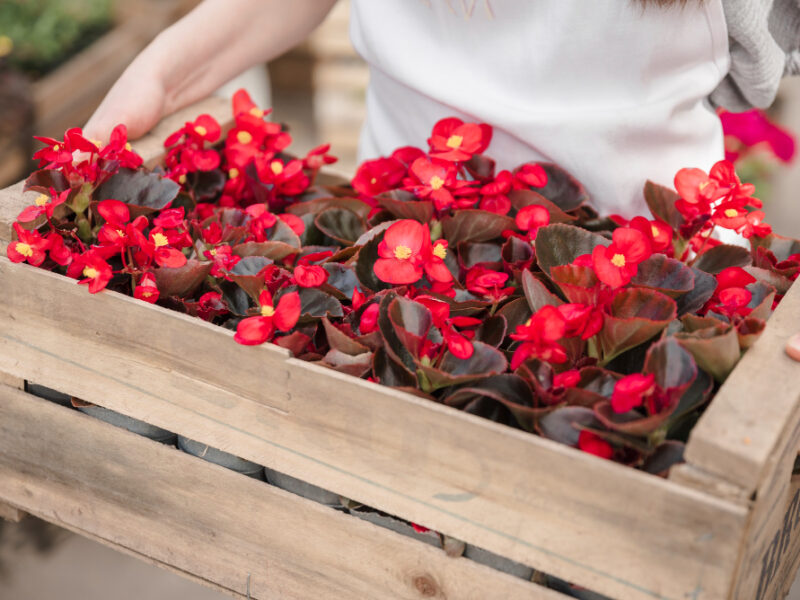 Close Up Woman S Hand Holding Wooden Crate With Red Begonia Flowers