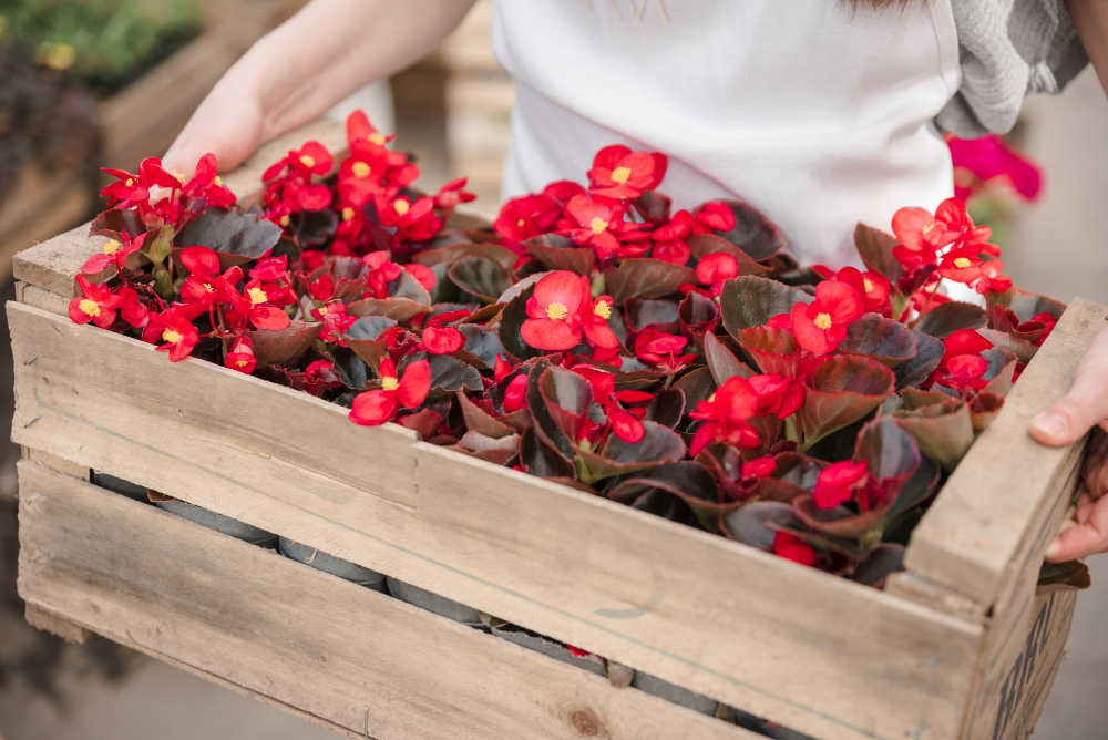 close-up-woman-s-hand-holding-wooden-crate-with-red-begonia-flowers