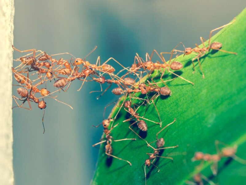 Ant Bridge Unity