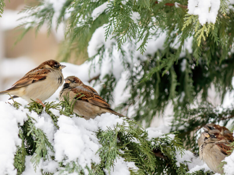 Soft Focus Sparrows Perched Cypress Tree With Snow
