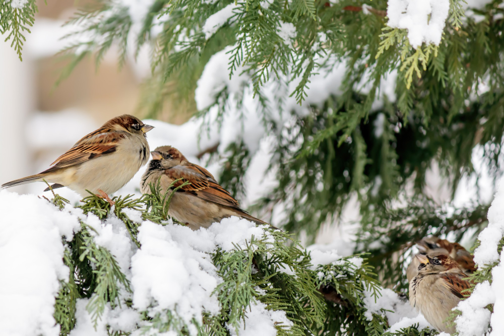 Soft Focus Sparrows Perched Cypress Tree With Snow