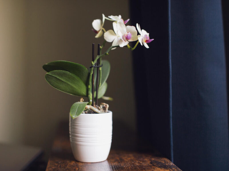 Phalaenopsis Mini Stands White Pot Shelf Near Window