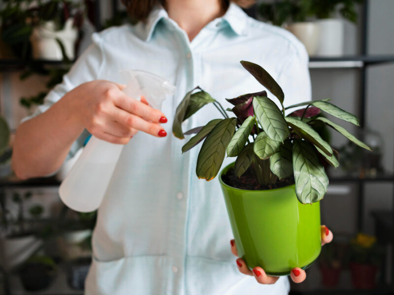 Woman Spraying Plant Leaves Close Up