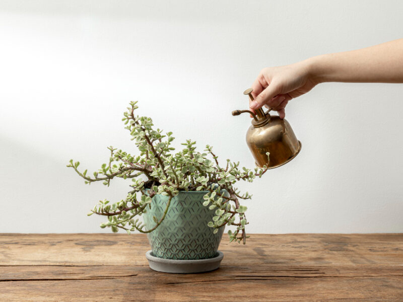 Houseplant Rustic Wooden Table