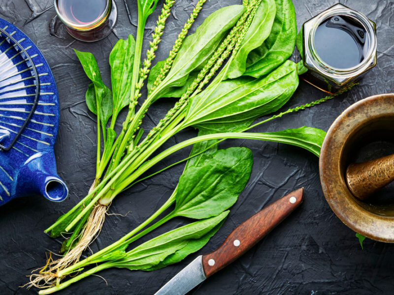 Healing Herbal Tea From Plantain Teapot With Medicinal Herbal Tea Herbal Medicine