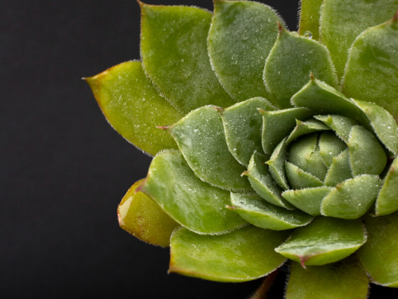 Indoor Plant Textures Details