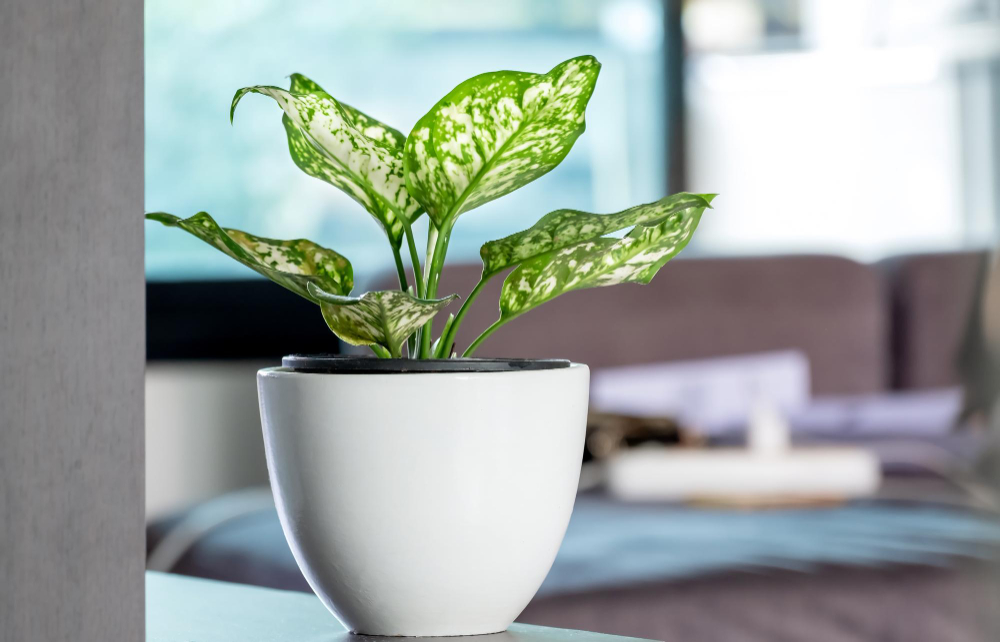 Aglaonema Foliage Pot Living Home Spring Snow Chinese Evergreen Exotic Tropical Leaf Chinese Evergreen Background Plant House Air Purifying Tree Healthy Concept