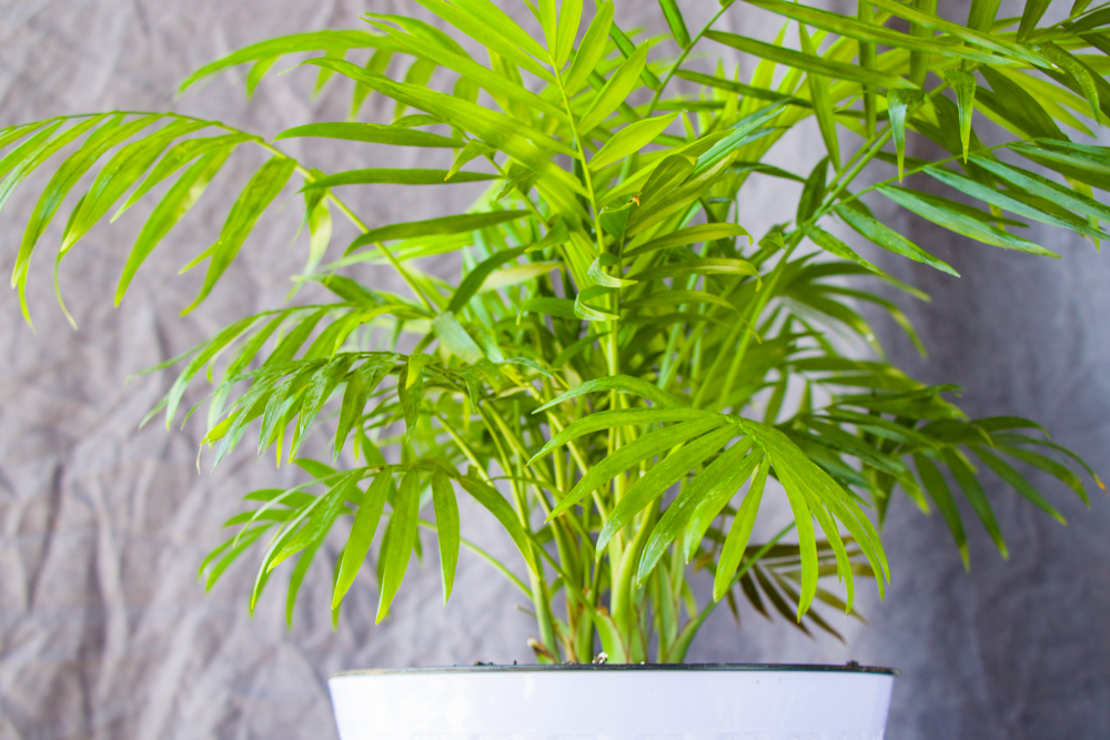 Indoor Palm Tree Chrysalidocarpus Lutescens Areca Plants Home Air Plants Gray Background