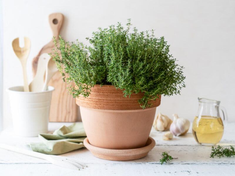 Still Life Kitchen With Mockup Thyme Plant Terra Cotta Pot Utensils Copy Space