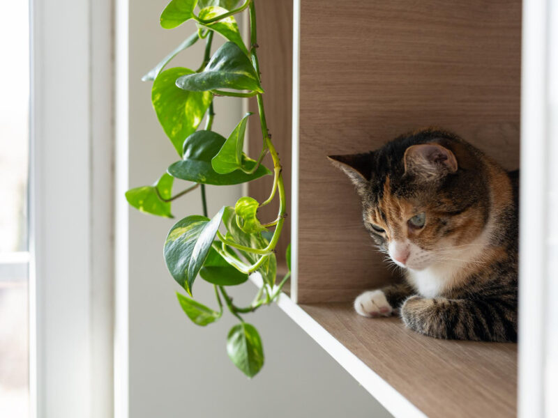 Fluffy Cat Laying Shelves Around Plants Home Lazy Domestic Pet Hiding Houseplants