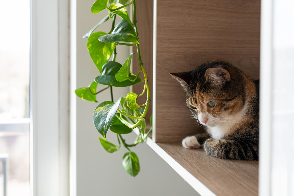 Fluffy Cat Laying Shelves Around Plants Home Lazy Domestic Pet Hiding Houseplants