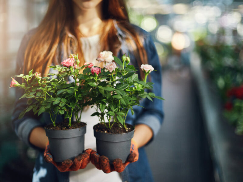 Female Gardener Holding Small Roses Pots Close Up