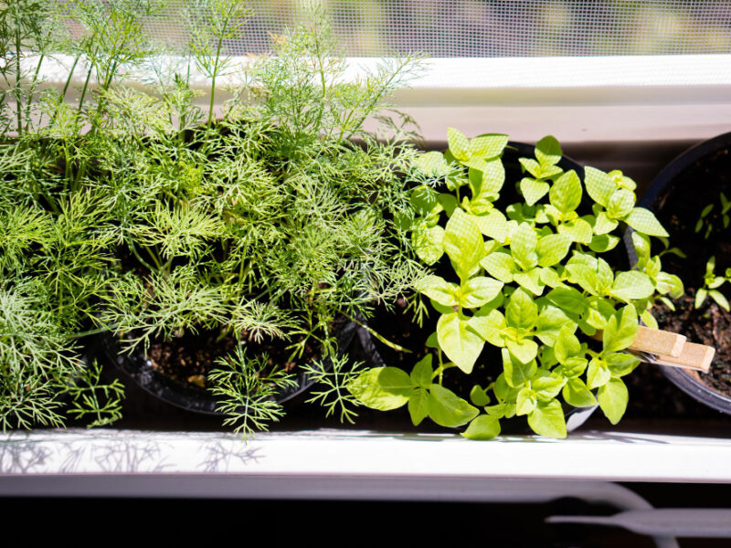 Basil Dill Fresh Green Herbs Growing Windowsill Home Garden