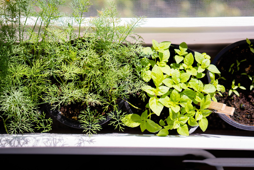 basil-dill-fresh-green-herbs-growing-windowsill-home-garden
