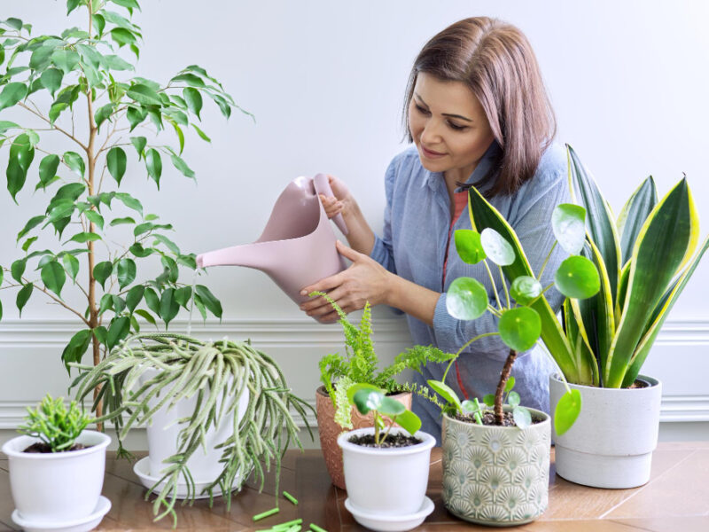 Woman Caring Houseplants Pots Watering Plants From Watering Can