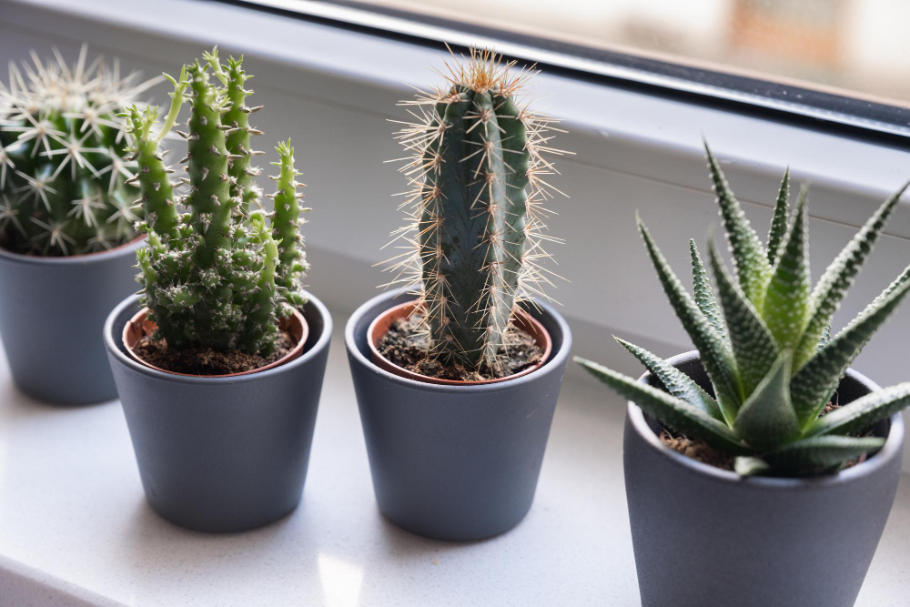 Cactus Succulent Green Home Plants
