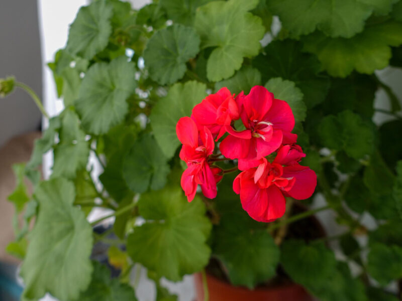 Geranium Flower Window House Interest Flowers Women Growing Flowers Home