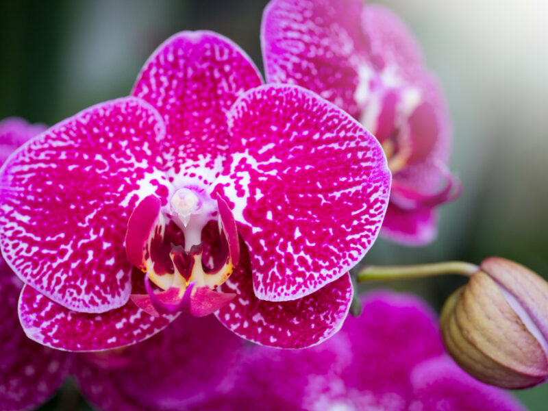 Pink Phalaenopsis Orchid Flower