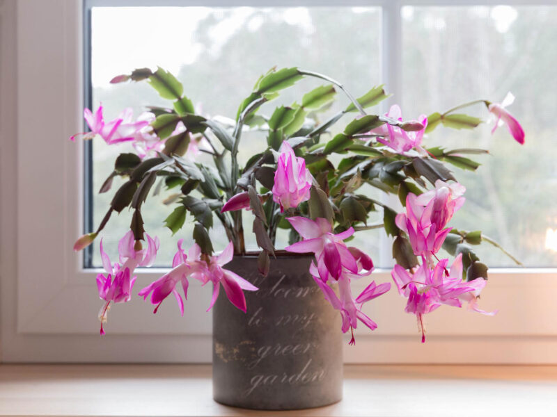 Blooming Pink Christmas Schlumbergera Cactus Pot Windowsill Epiphyllanthus Epiphyllum Zy