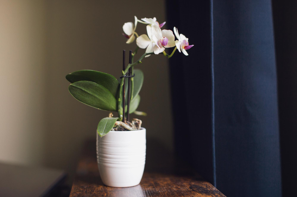 Phalaenopsis Mini Stands White Pot Shelf Near Window