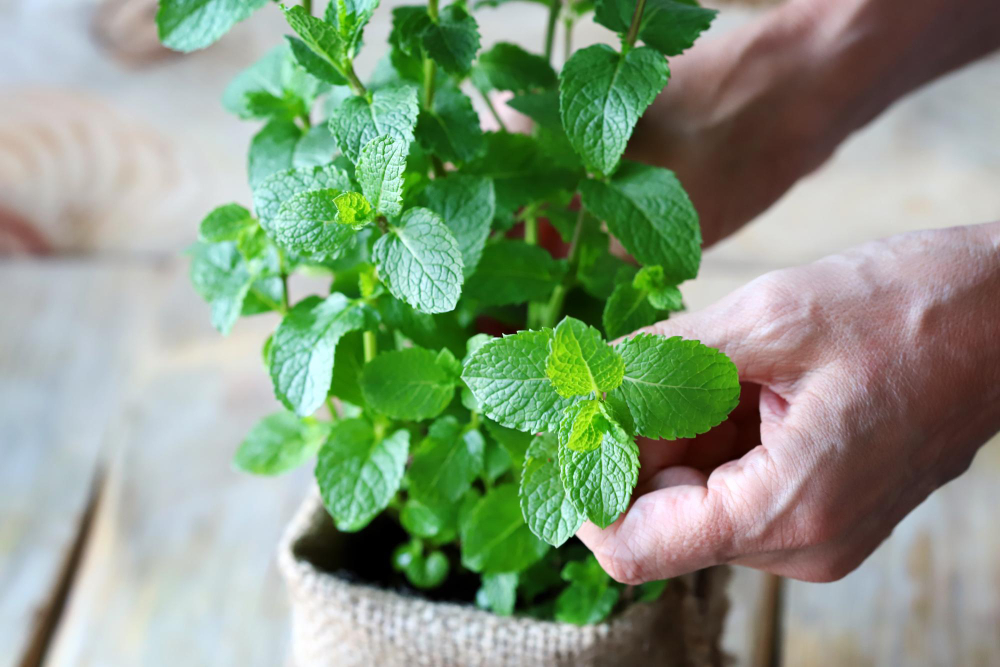 Selective Focus Leaves Mint Growing Pot Are Held By Female Hands