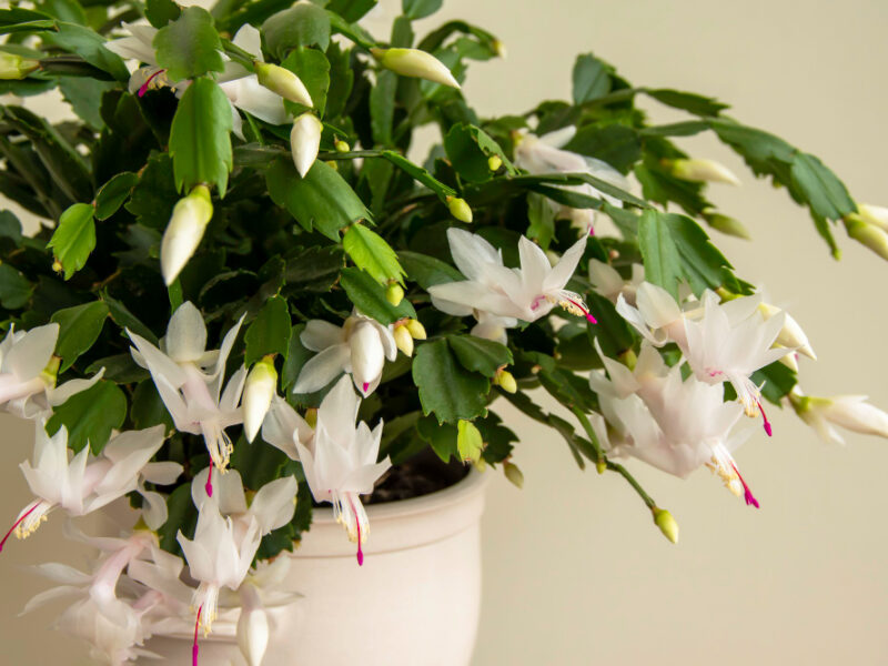 Flowering Christmas Cactus Schlumbergera Truncata Houseplant Closeup