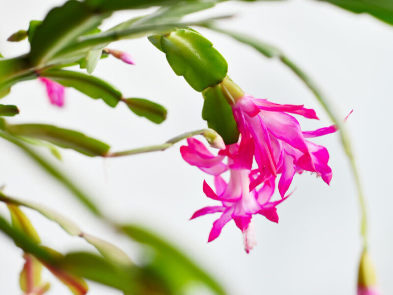 Blooming Christmas Cactus Schlumbergera Thanksgiving Cactus