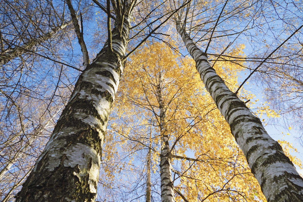 White Birch Trees With Yellow Leaves Blue Sky Bottom Up View Autumn Nature Sunny Fall Weather