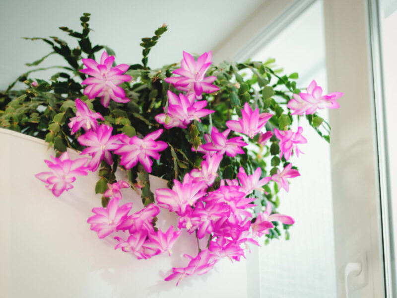 Holiday Cactus Blooming Winter Season Schlumbergera Flowering Houseplant