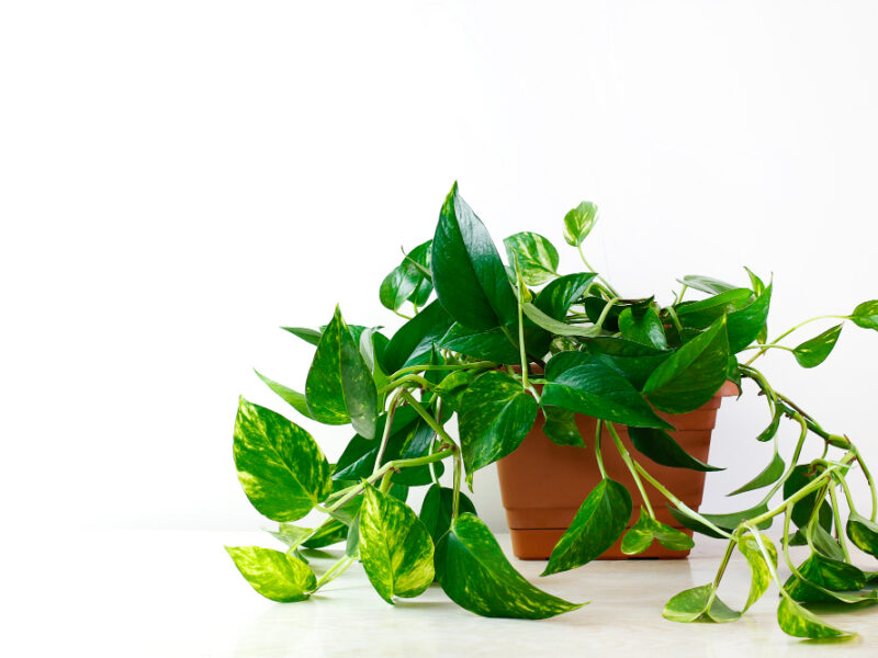 Golden Pothos Epipremnum Aureum White Table Living Room Home Garden