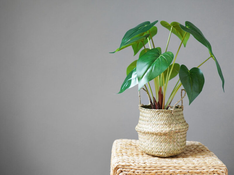 Potted House Plant Against Gray Wall Background