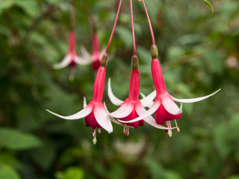 Fuchsia Flowers Pink With Green Background