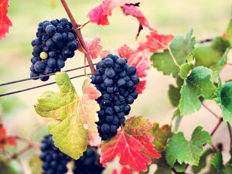 Grapes Hanging With Leaves Vine Yard