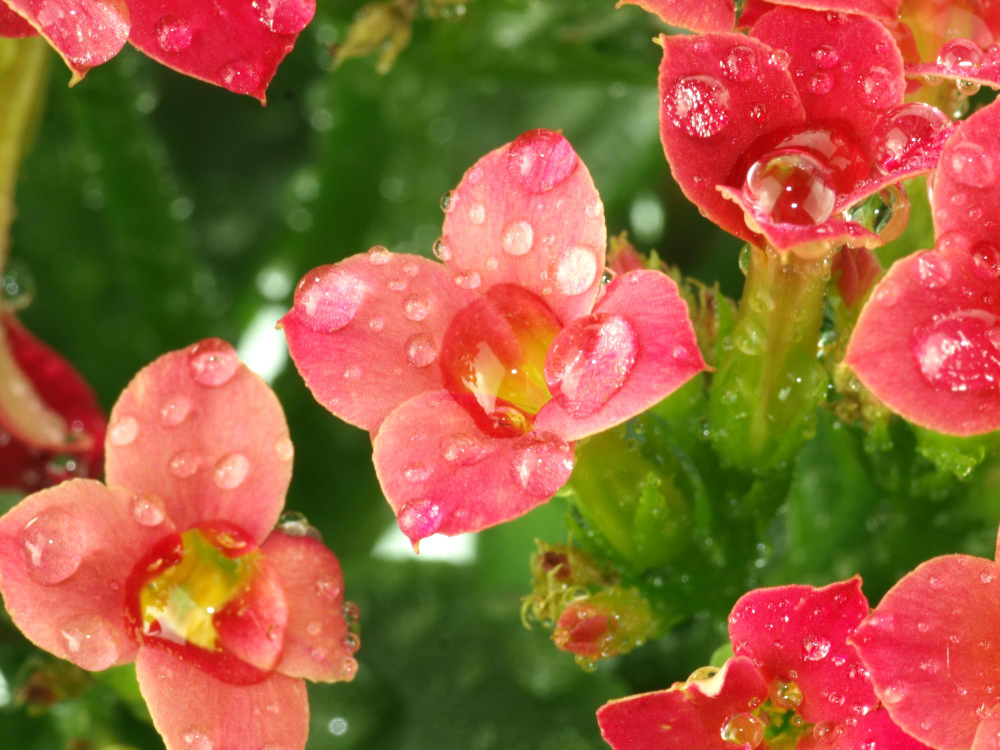 Water Drops Red Kalanchoe Flowers