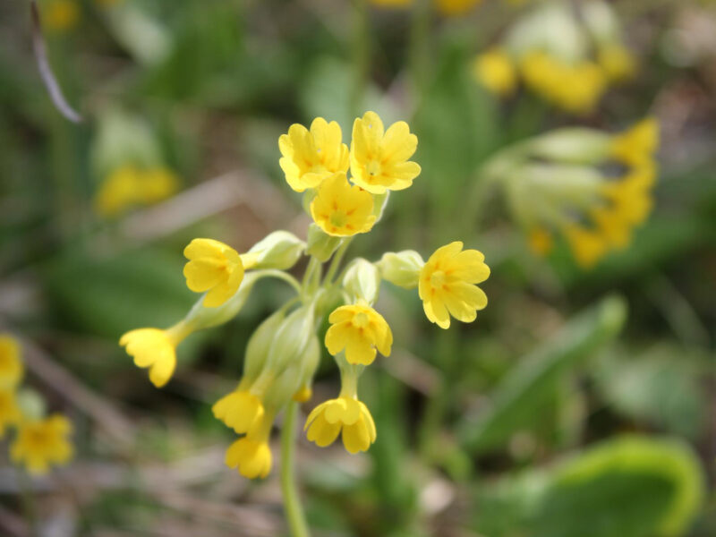 Close Up Plant With Yellow Flowers