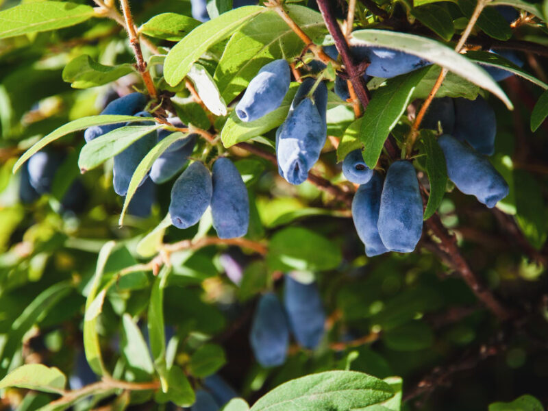 Blue Honeysuckle Haskap Berries Growing Garden Lonicera Caerulea Sun
