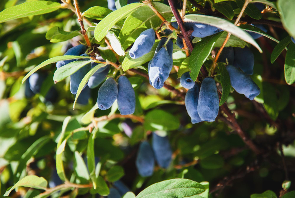 Blue Honeysuckle Haskap Berries Growing Garden Lonicera Caerulea Sun