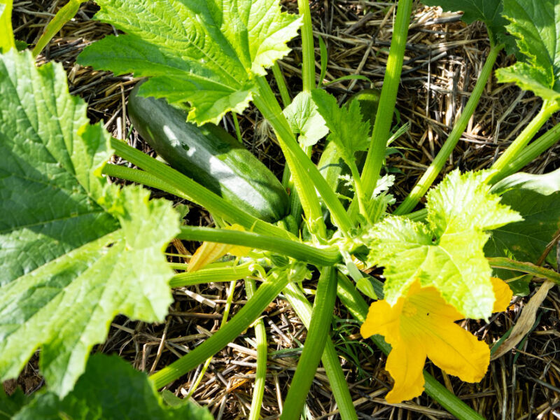Zucchini Stalk With Fruit Flower Growing Permaculture Garden Ground Covered With Straw