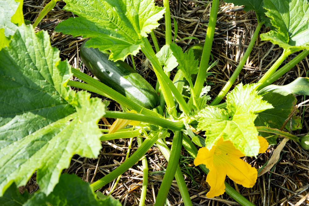 Zucchini Stalk With Fruit Flower Growing Permaculture Garden Ground Covered With Straw