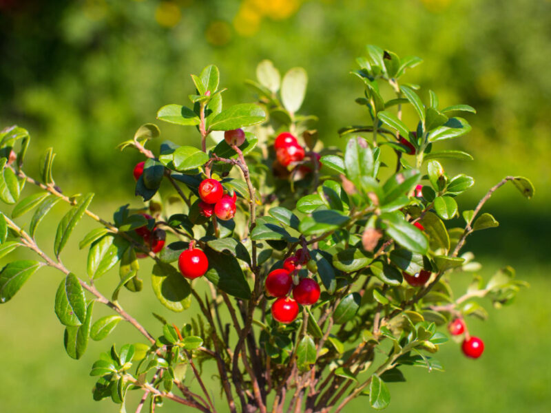 Red Cranberries Growing Wild Forest Karelia